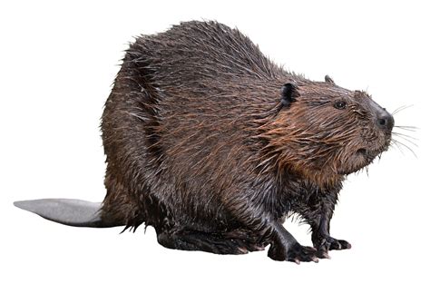 beavers traduction|beaver away in french.